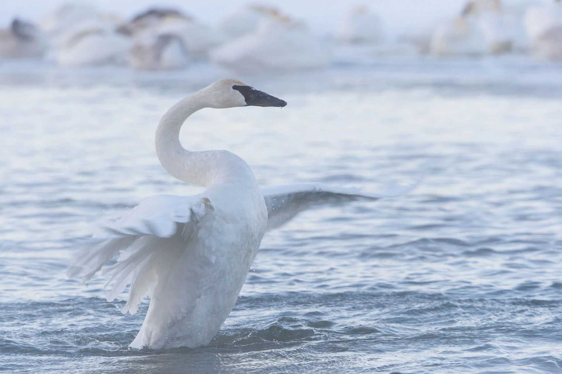 Rousing Trumpeter Swan (Cygnus buccinator) January 17, 2016 : -13 deg F (-31 deg F windchill)