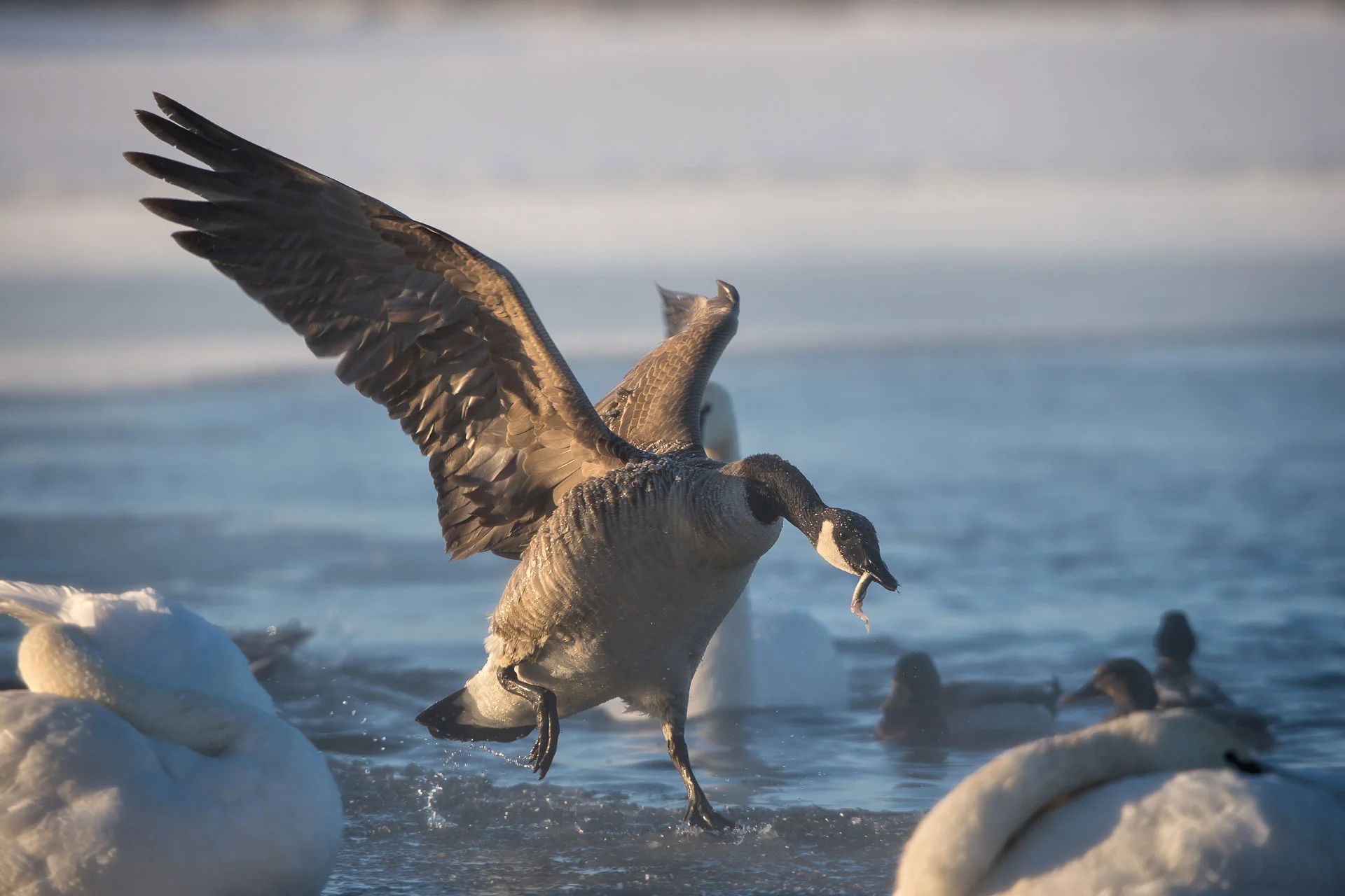 Canada Goose with Fish (Branta canadensis) January 10, 2016: -9 deg F 