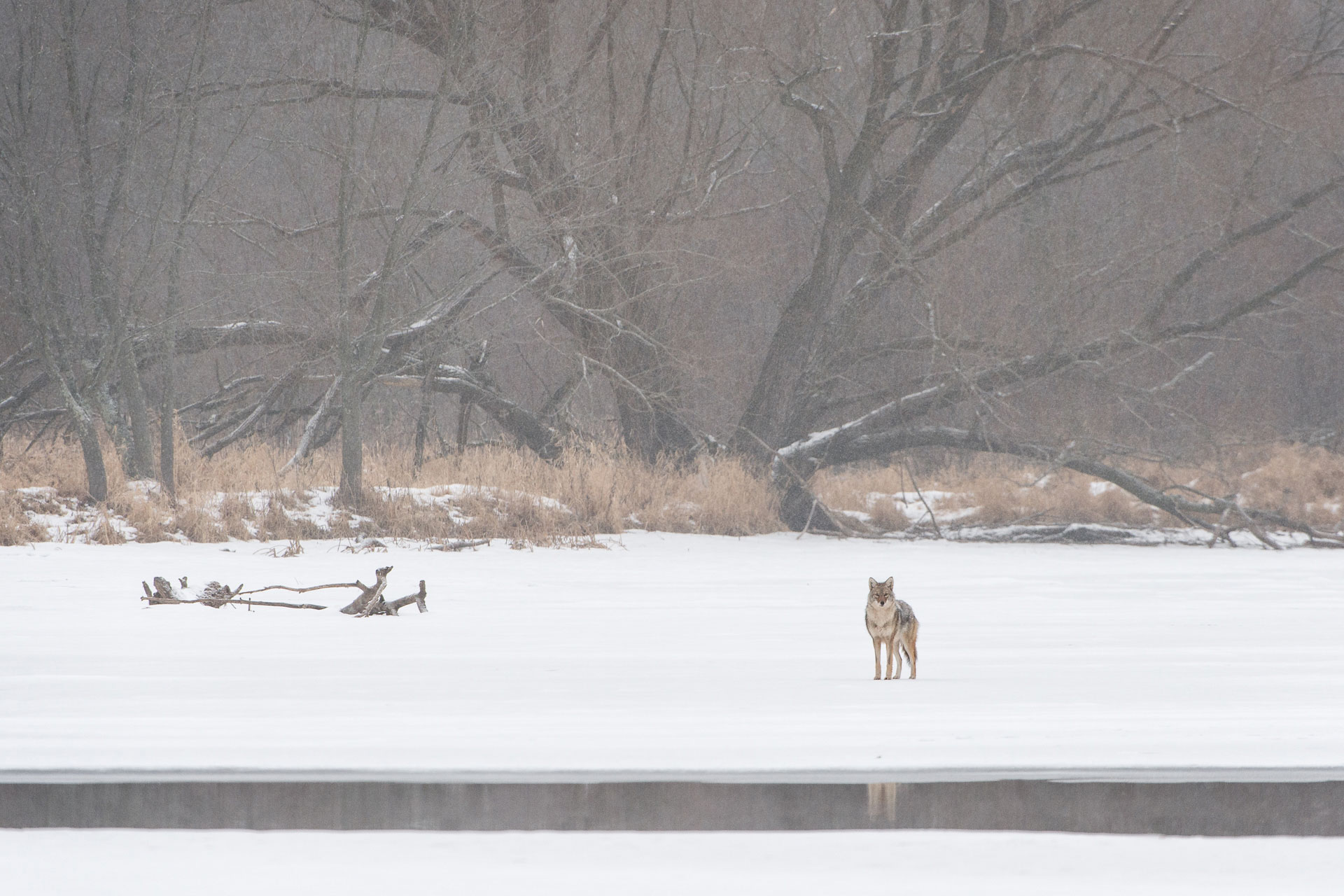 Coyote_BJL0418.jpg