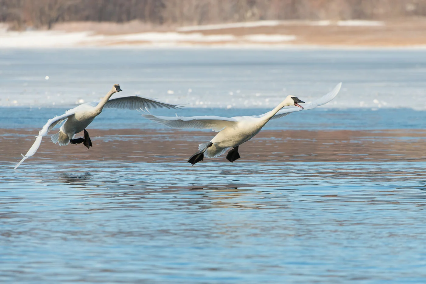 Paired Flight ( Cygnus buccinator ) Nikon D4 + Nikon 200-400mm VR