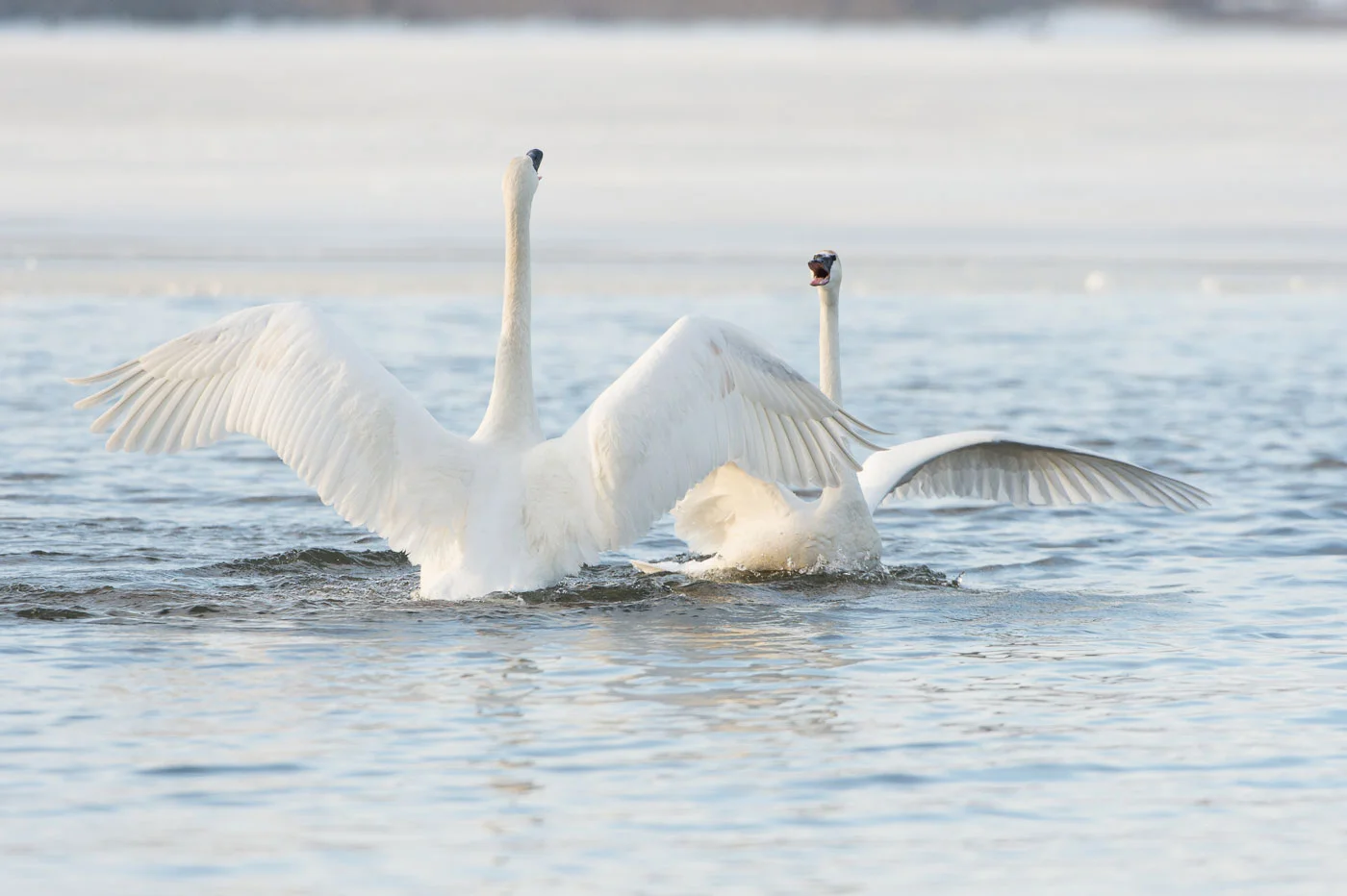 Pair Bonding ( Cygnus buccinator ) Nikon D4 + Nikon 200-400mm VR