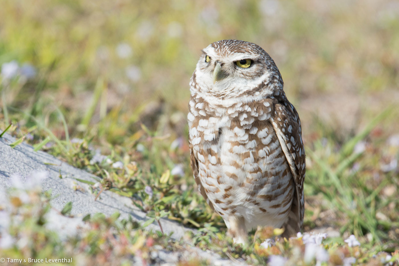 Burrowing Owl 1 ( Athene cunicularia ) Nikon D7100 + Nikon 200-500mm f5.6VR (No Cropping Required)