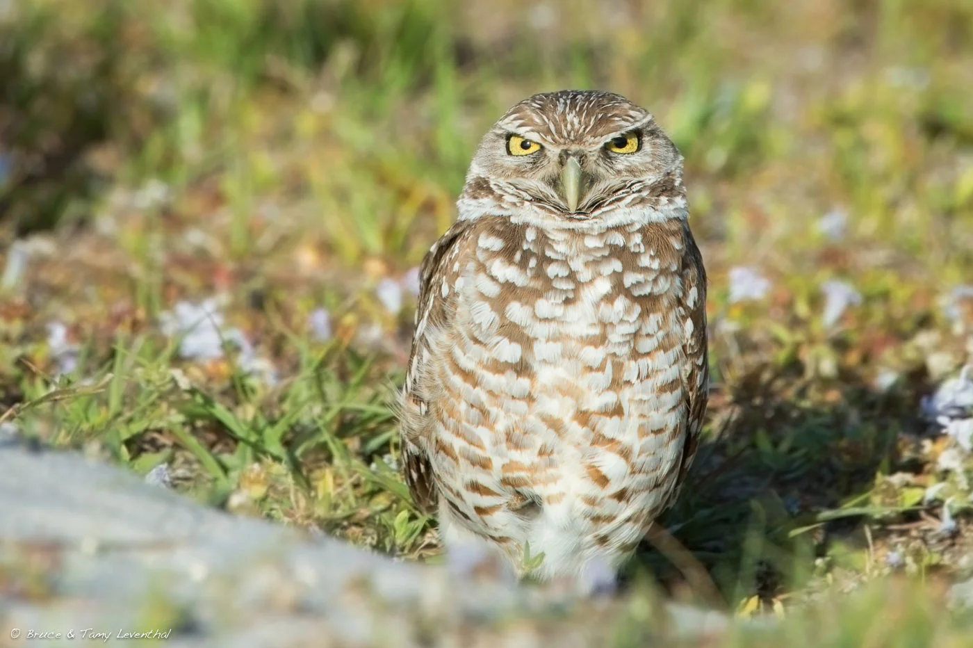 Burrowing Owl 1 ( Athene cunicularia ) Nikon D4 + Nikon 200-400mm f4VR (Cropped to tighten the composition)