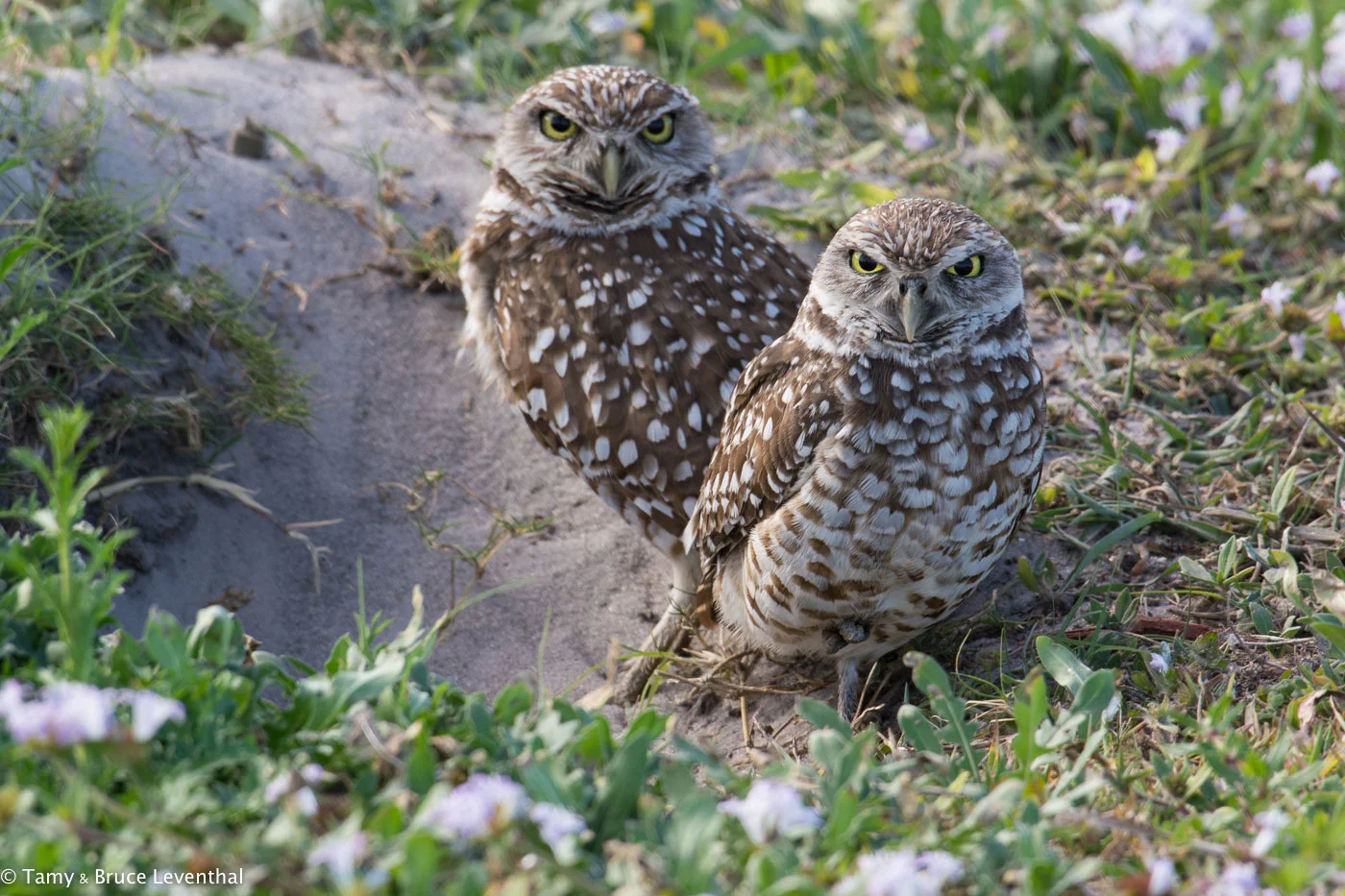 Burrowing Owl 1 ( Athene cunicularia ) Nikon D7100 + Nikon 200-500mm f5.6VR (Cropping Slightly)