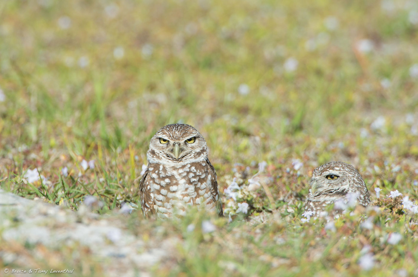 Burrowing Owl 1 ( Athene cunicularia ) Nikon D4 + Nikon 200-400mm f4VR (No Cropping Required)