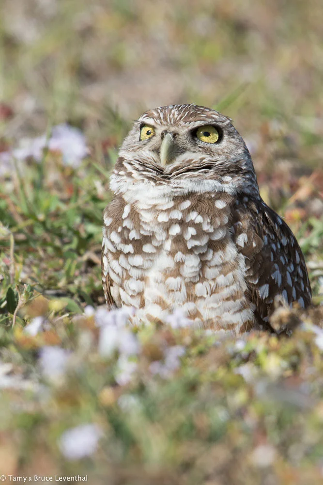 Burrowing Owl 1 ( Athene cunicularia ) Nikon D7100 + Nikon 200-500mm f5.6VR (Cropped Vertical out of the Horizontal w/ pixels to spare)