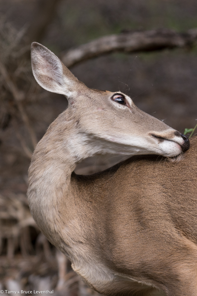 White-tailed Deer ( Odocoileus virginianus ) Nikon D7100 + Nikon 200-500mm f5.6VR (Cropped Vertical out of the Horizontal w/ pixels to spare)