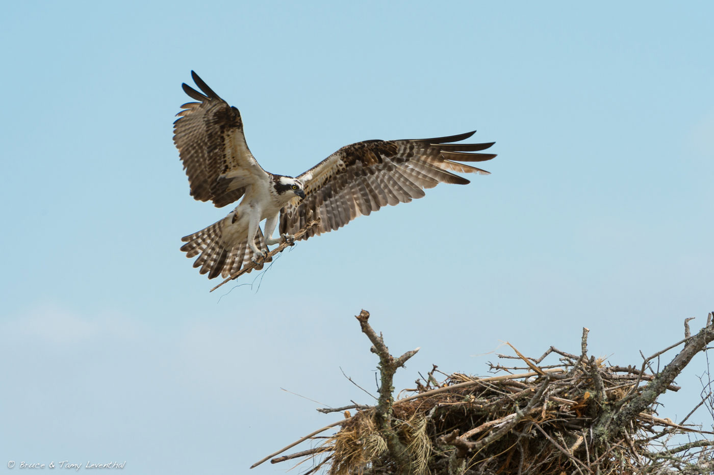 Osprey Nest Building ( Pandion haliaetus ) Nikon D4 + Nikon 200-400mm f4VR... here AF speed and 10 frames per second help catch the peak moment