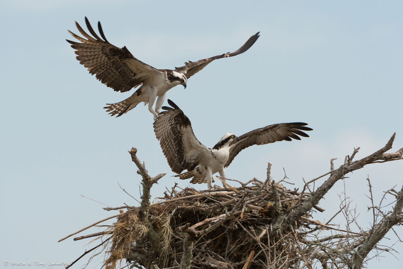 Osprey Nest Building ( Pandion haliaetus ) Nikon D4 + Nikon 200-400mm f4VR... here AF speed and 10 frames per second help catch the peak moment