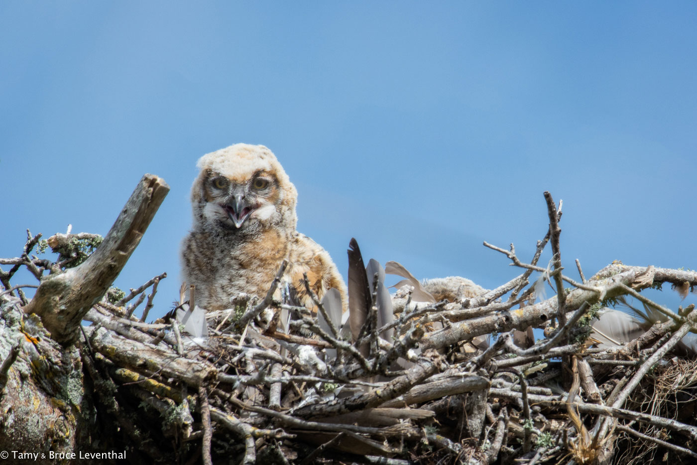 Great Horned Owlet ( Bubo virginianus ) Nikon D7100 + Nikon 200-500mm f5.6VR (Cropped 24MP file at 750mm, not possible with the D4 and 200-400mm VR)