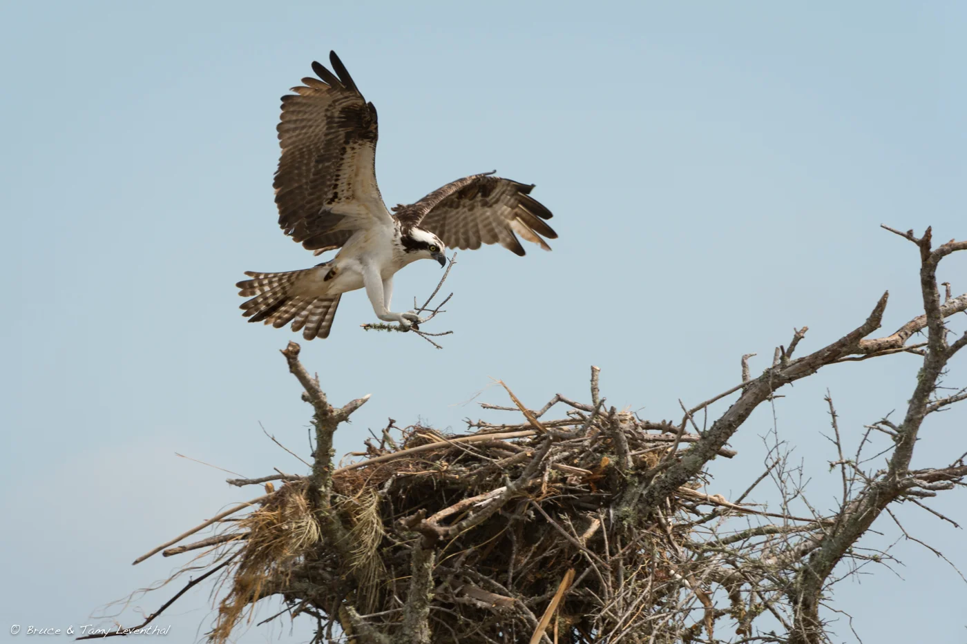 Osprey with nesting material (Pandion haliaetus) Nikon D4 + Nikon 200-400mm f4.0VR / TC-E1.4x II