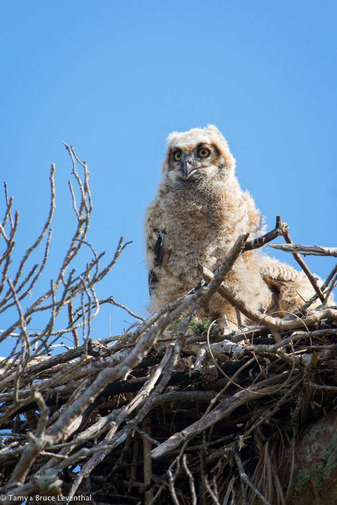 Great Horned Owlet (Bubo virginianus) Nikon D7100 + Nikon 200-500mm f5.6VR / TC-E1.4x II