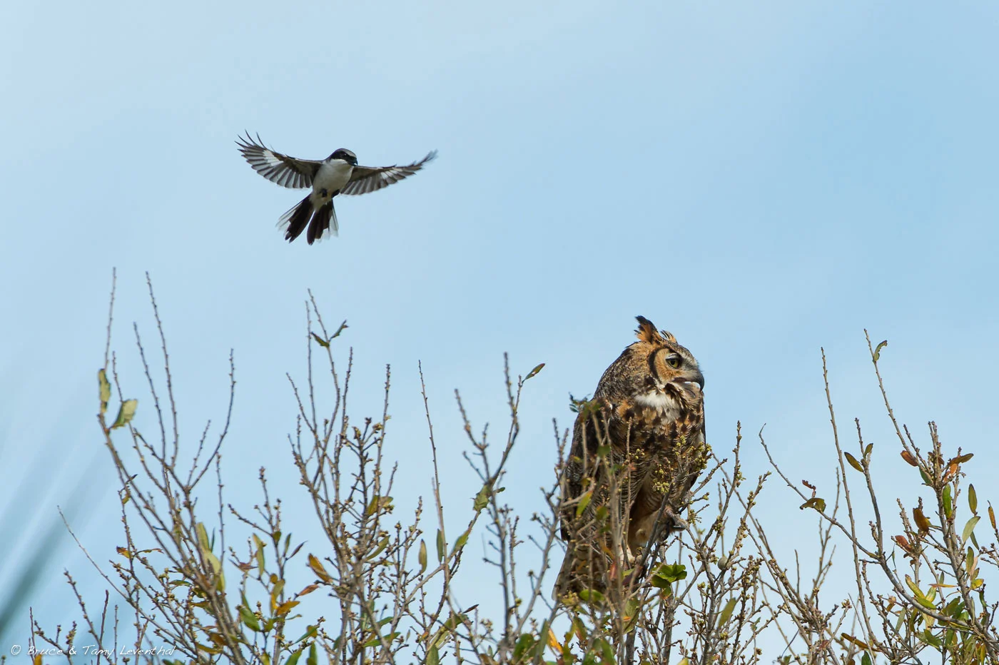 Great Horned Owl (Bubo virginianus) Ignoring Loggerhead Shrike (Lanius ludovicianus) Nikon D4 + Nikon 200-400mm f4.0VR / TC-E1.4x II