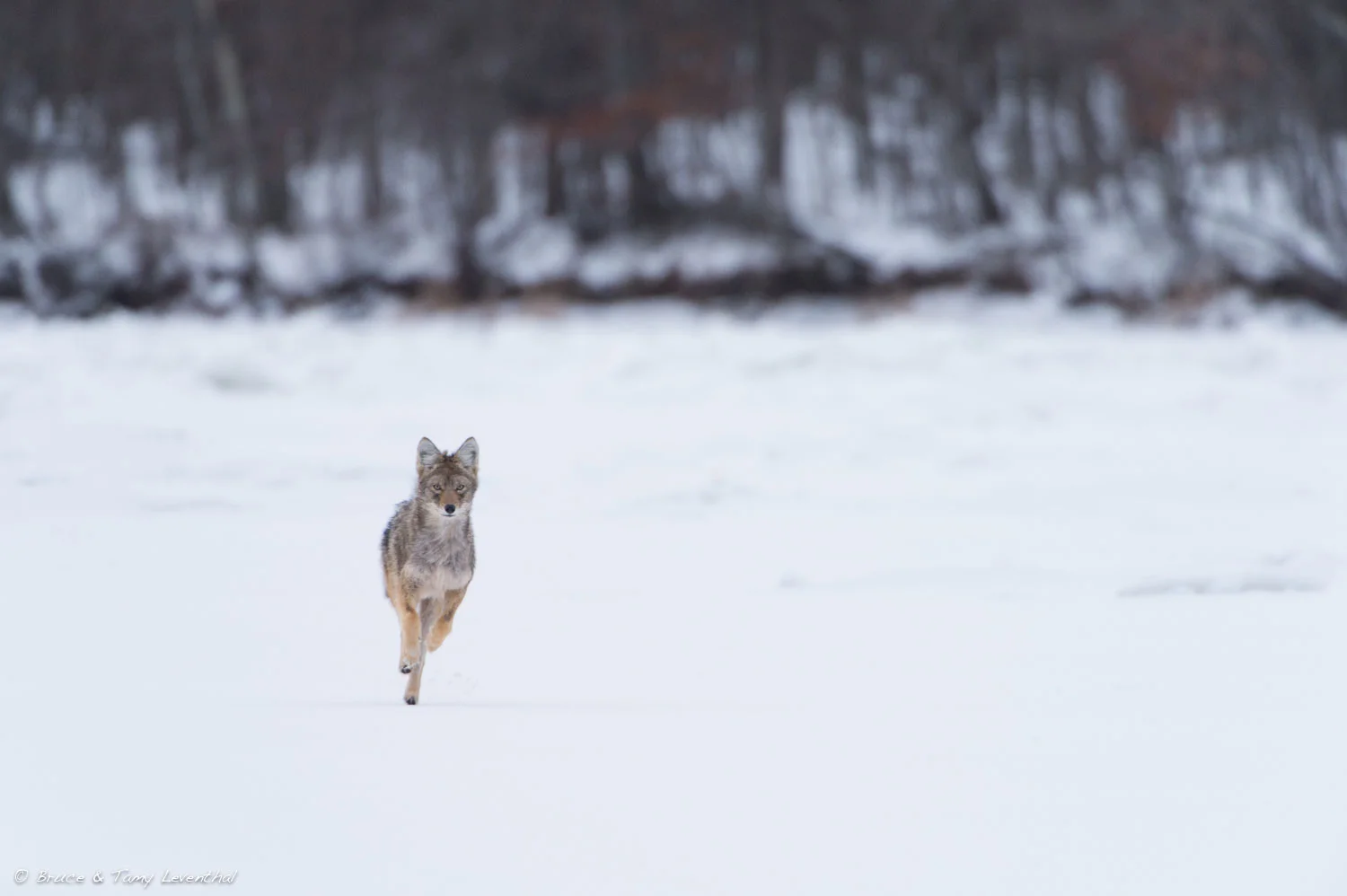 Rush to the Other Side ( Canis latrans ) Nikon D4 + Nikon 200-400mm f4VR + Nikon TC14EII