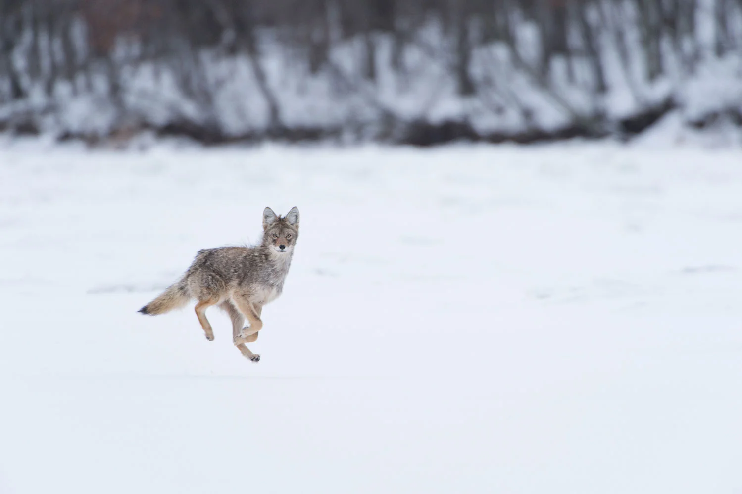 Discovered ( Canis latrans ) Nikon D4 + Nikon 200-400mm f4VR + Nikon TC14EII