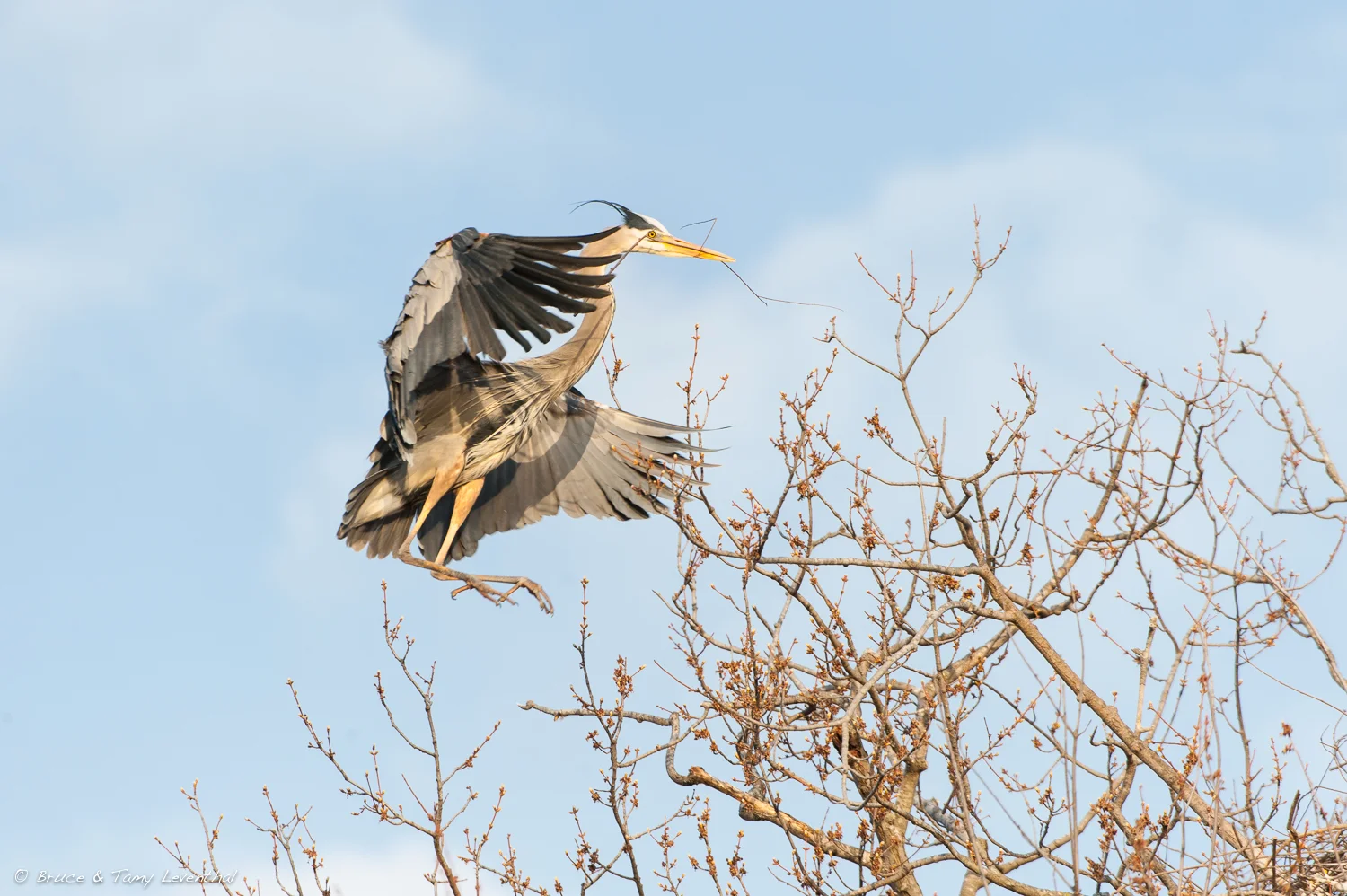 Returning with an Offering ( Ardea herodia )
