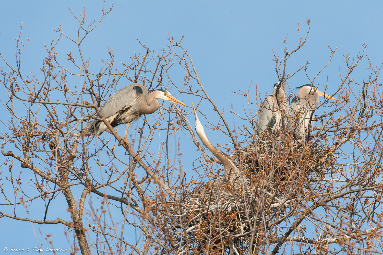 Courtship ( Ardea herodia )