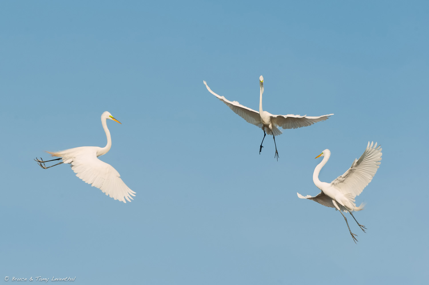 The Aerial Ballet ( Ardea alba )
