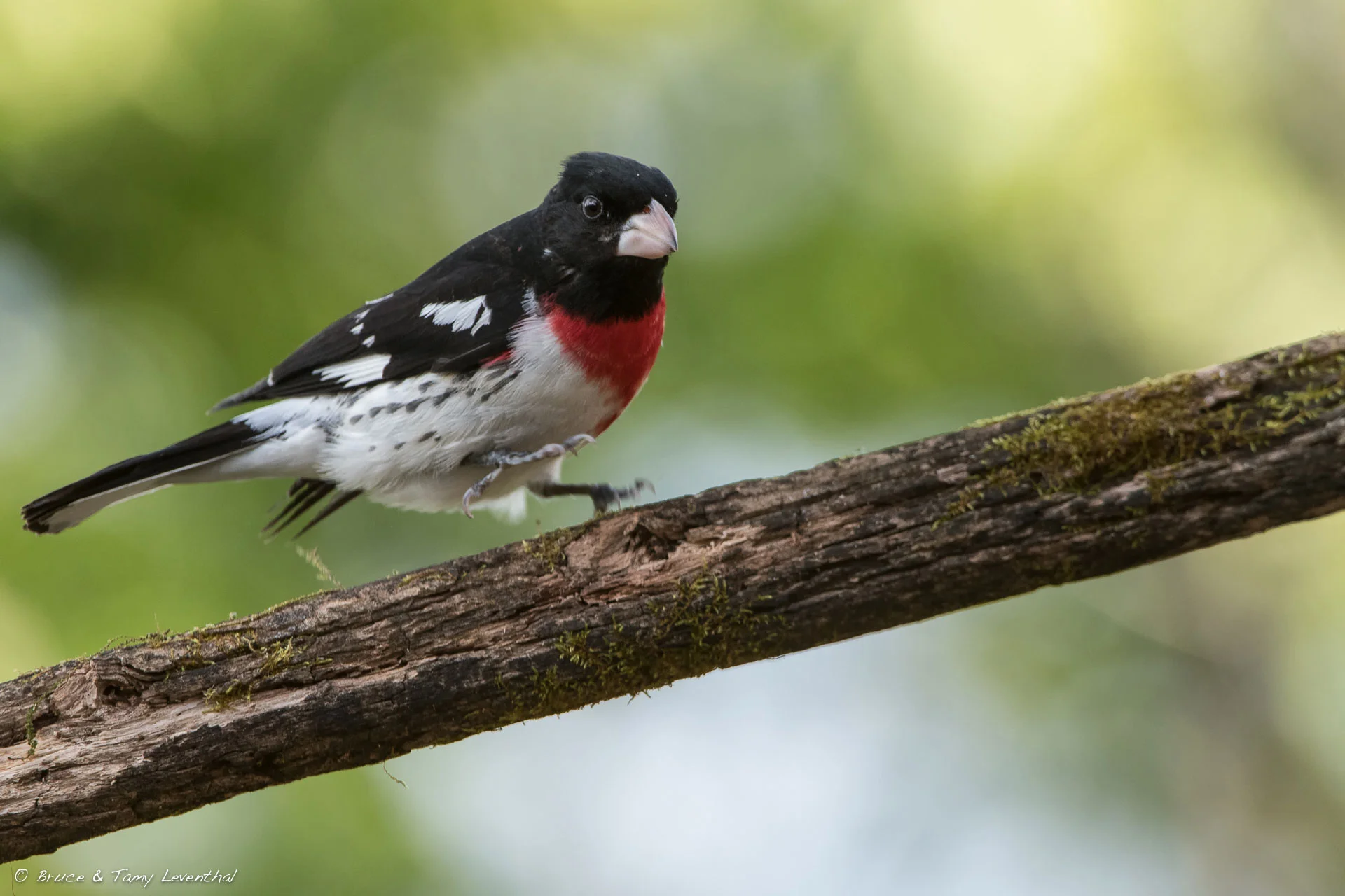 Rose-breasted Grossbeak (m) NIkon D500 + Nikon 200-400mm f4.0 VR