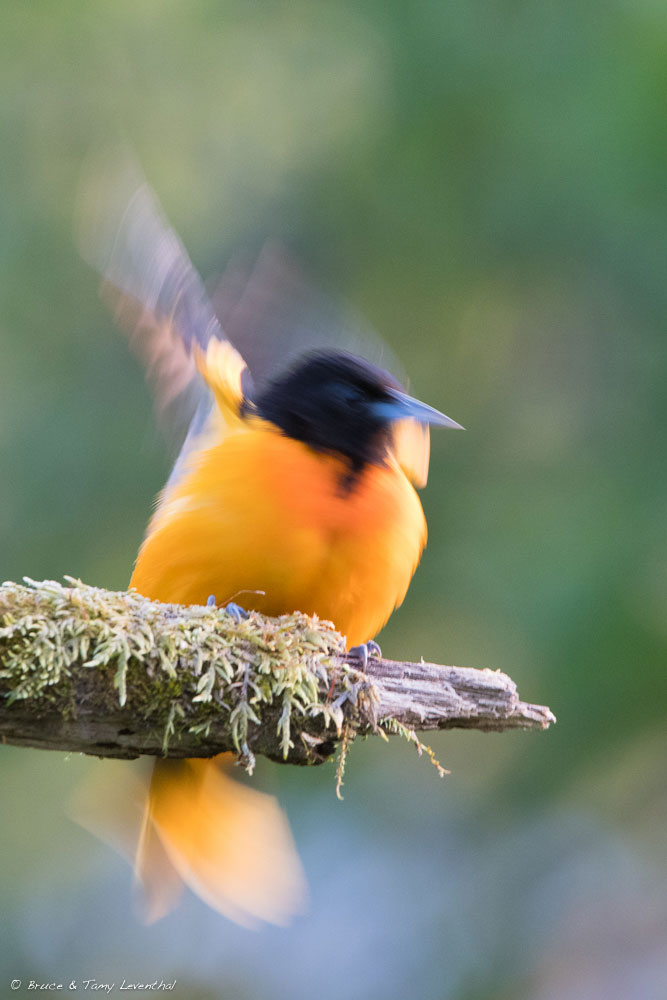 Northern (Baltimore) Oriole in motion (m) NIkon D500 + Nikon 200-400mm f4.0 VR