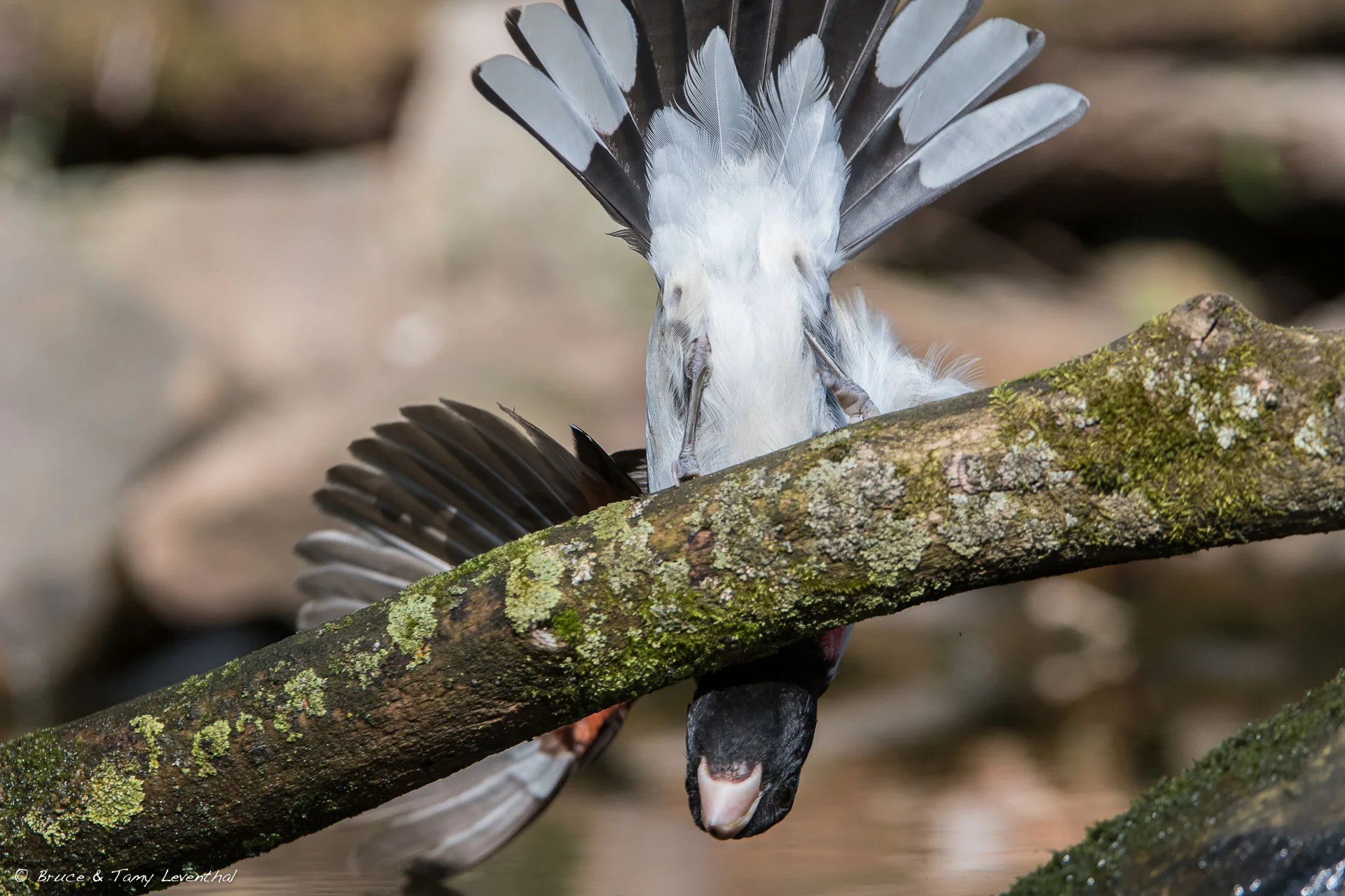 Red-breasted Grossbeak stretching for a drink