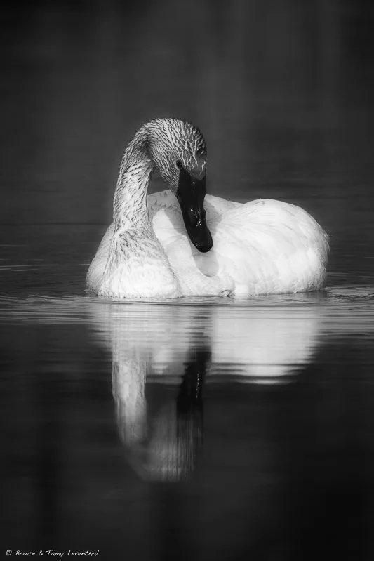 Trumpeter Swan (Cygnus buccinator) Photographed within minutes of the prior picture, I decided to convert the original to a monochrome. The bold posture of the swan and dark water cried for a dramatic interpretation of this serene moment. I used OnOne software to do the black and white conversion and add a vignette to draw the viewer into the contrasting tones between the plumage, bill and water.