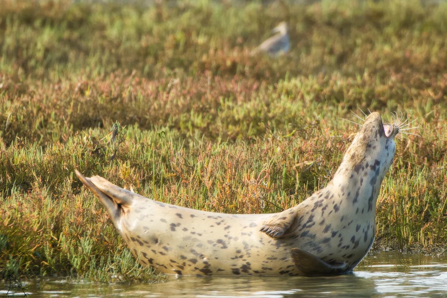 Harbor Seal (Phoca vitulina)