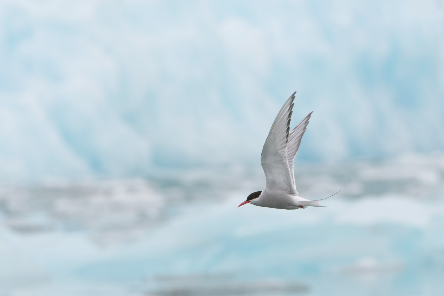 Arctic Tern ( Sterna paradisaea ) and Jökulsárlón Growler - Iceland