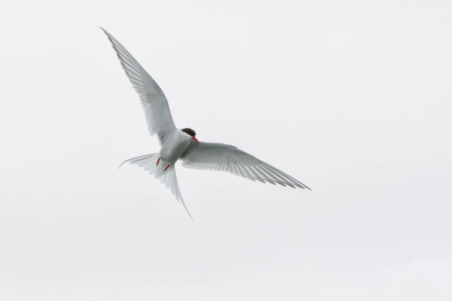 Arctic Tern ( Sterna paradisaea ) Hovering - Iceland