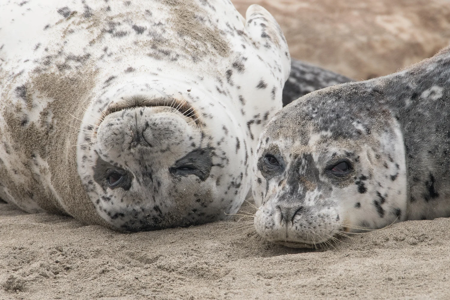 Happy - Sad (Harbor Seals) - Elkhorn Slough Nikon D500 + Nikon 200-500mm f/5.6VR