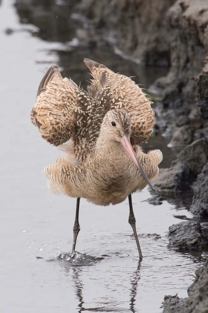 Marbled Godwit - Elkhorn Slough Nikon D7100 + Nikon 200-500mm f/5.6VR