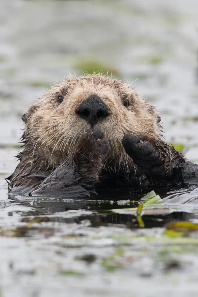 Portrait of a Male Sea Otter - Elkhorn Slough Nikon D500 + Nikon 200-500mm f/5.6VR