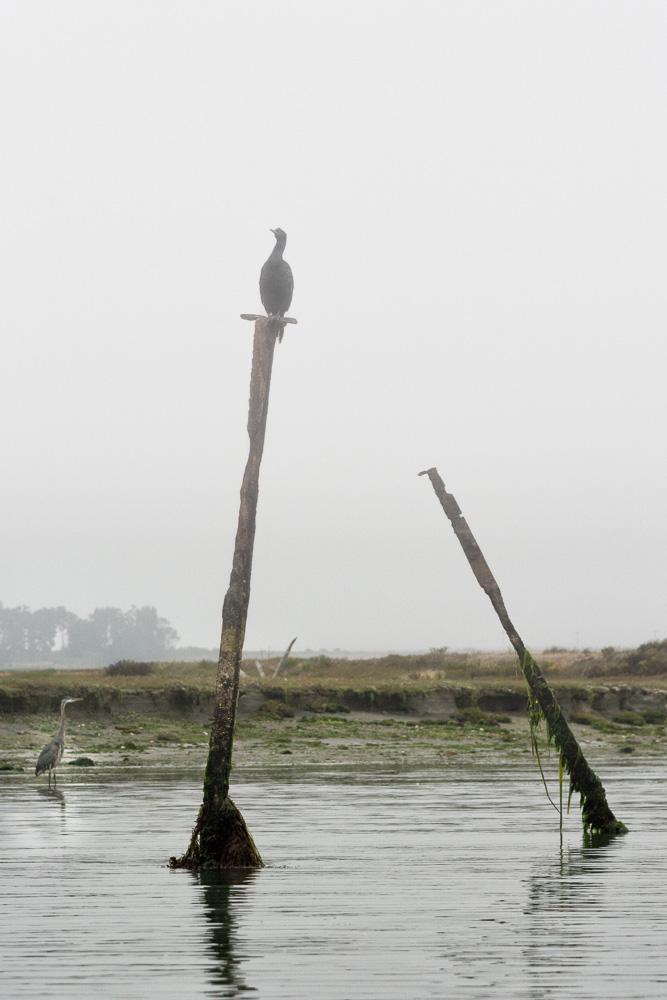Cormorant and Great Blue Heron - Elkhorn Slough Nikon D7100 + Nikon 24-120mm f/4VR