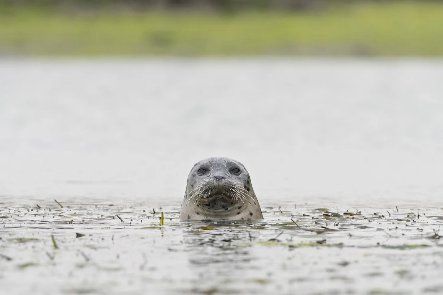 Harbor Seal in the Elkhorn Slough Nikon D500 + Nikon 200-500mm f/5.6VR 
