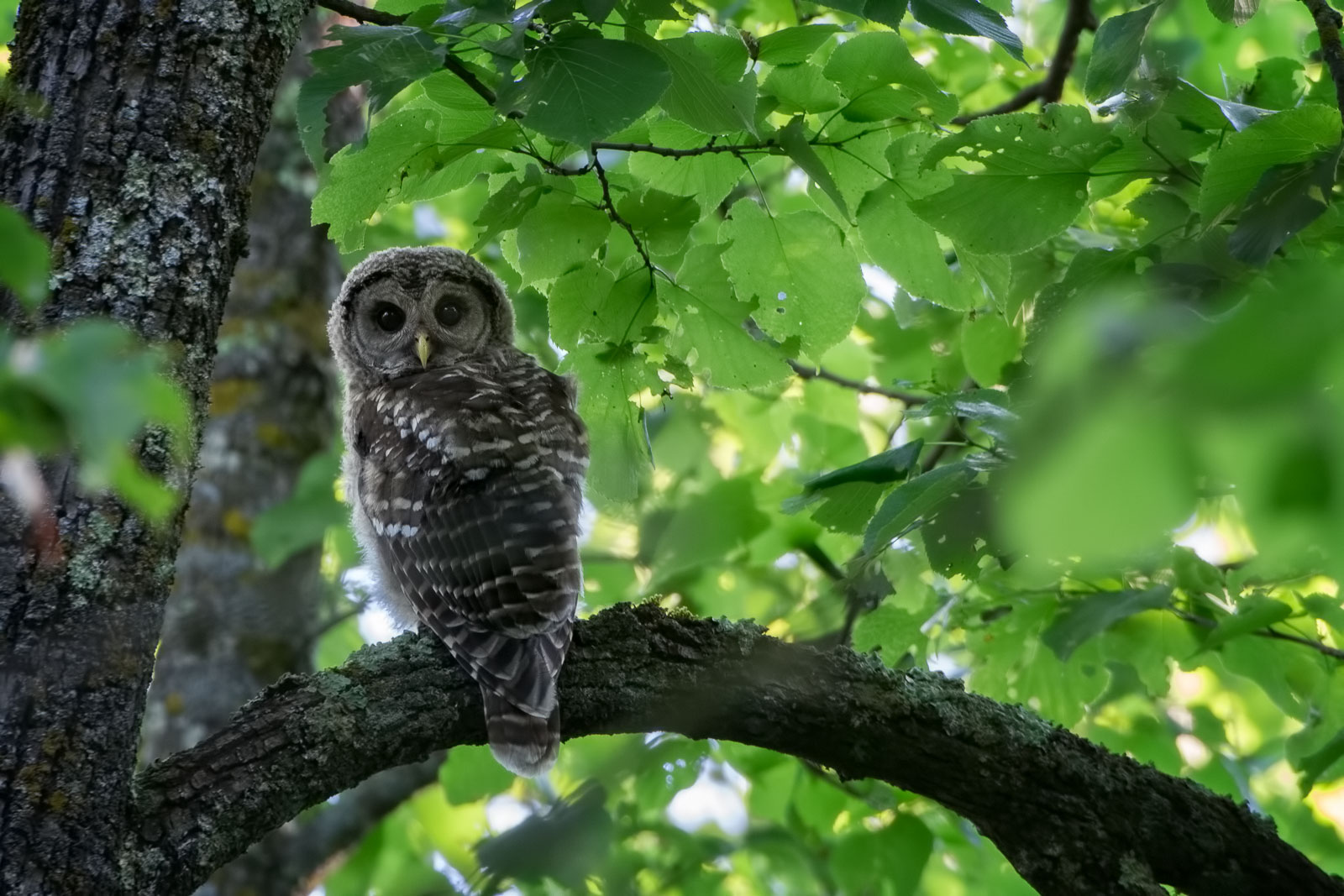 Barred Owl (Strix varia) - North Central Minnesota Nikon D500 + Nikon 200-400mm f/4.0 VR