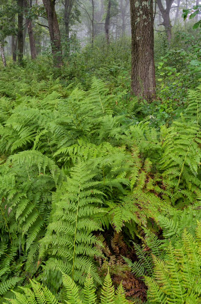 Ferns and Fog, Minnesota Nikon D810 + Nikon 18-35mm f/3.5G