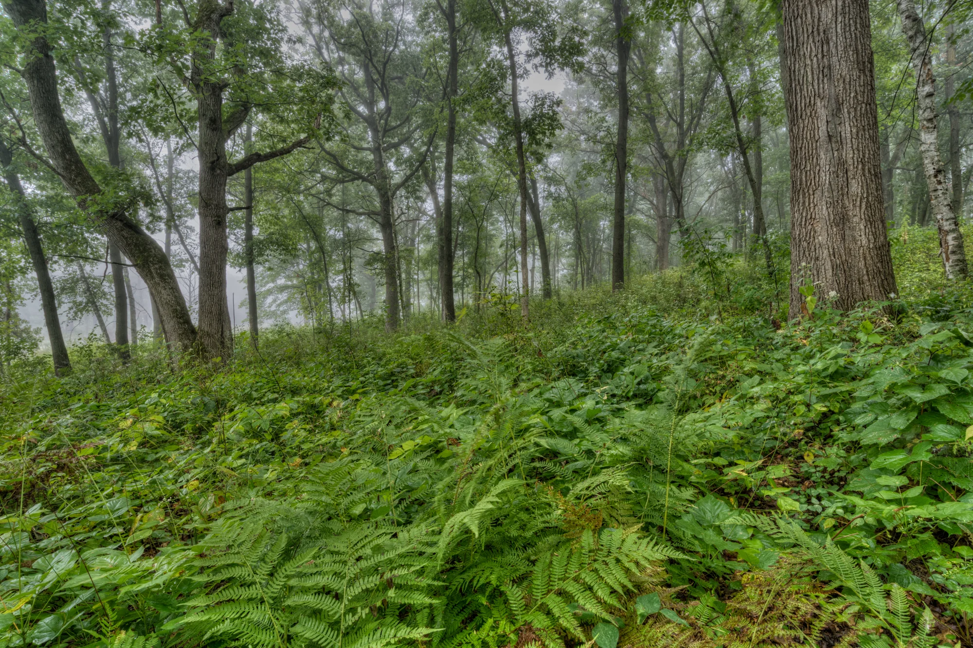 Forest Fog, Minnesota Nikon D810 + Nikon 18-35mm f/3.5G