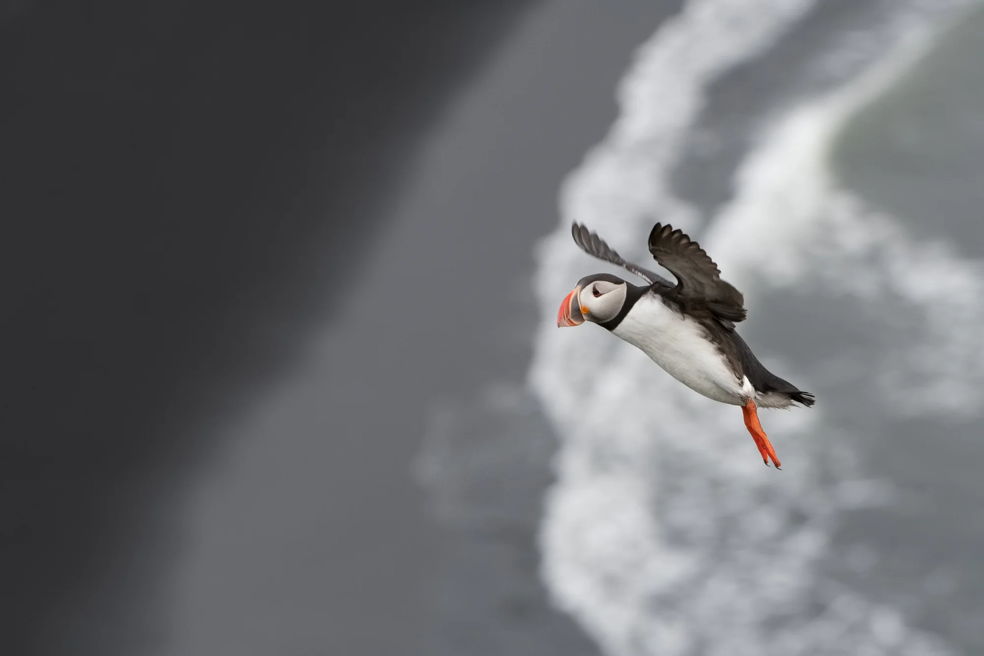 Atlantic Puffin in Flight - Iceland Nikon D500 + Nikon 200-400mm f/4.0