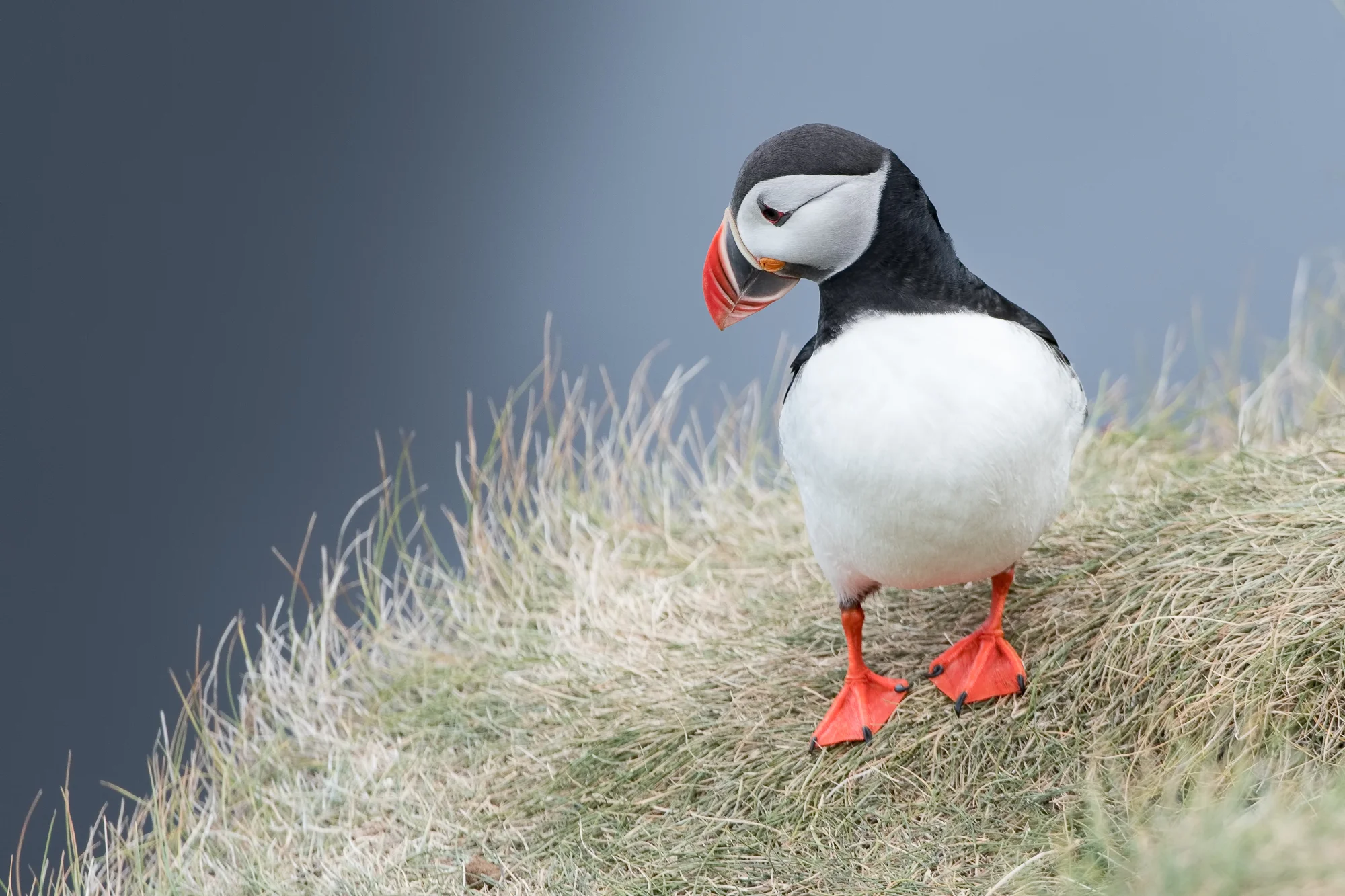 Atlantic Puffin - Iceland Nikon D500 + Nikon 200-400mm f/4.0