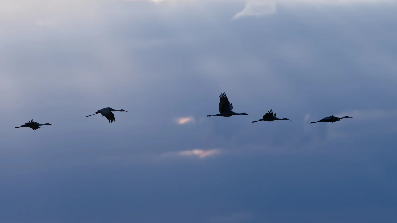 The Migration Nikon D500 + Nikon 200-500mm f/5.6VR