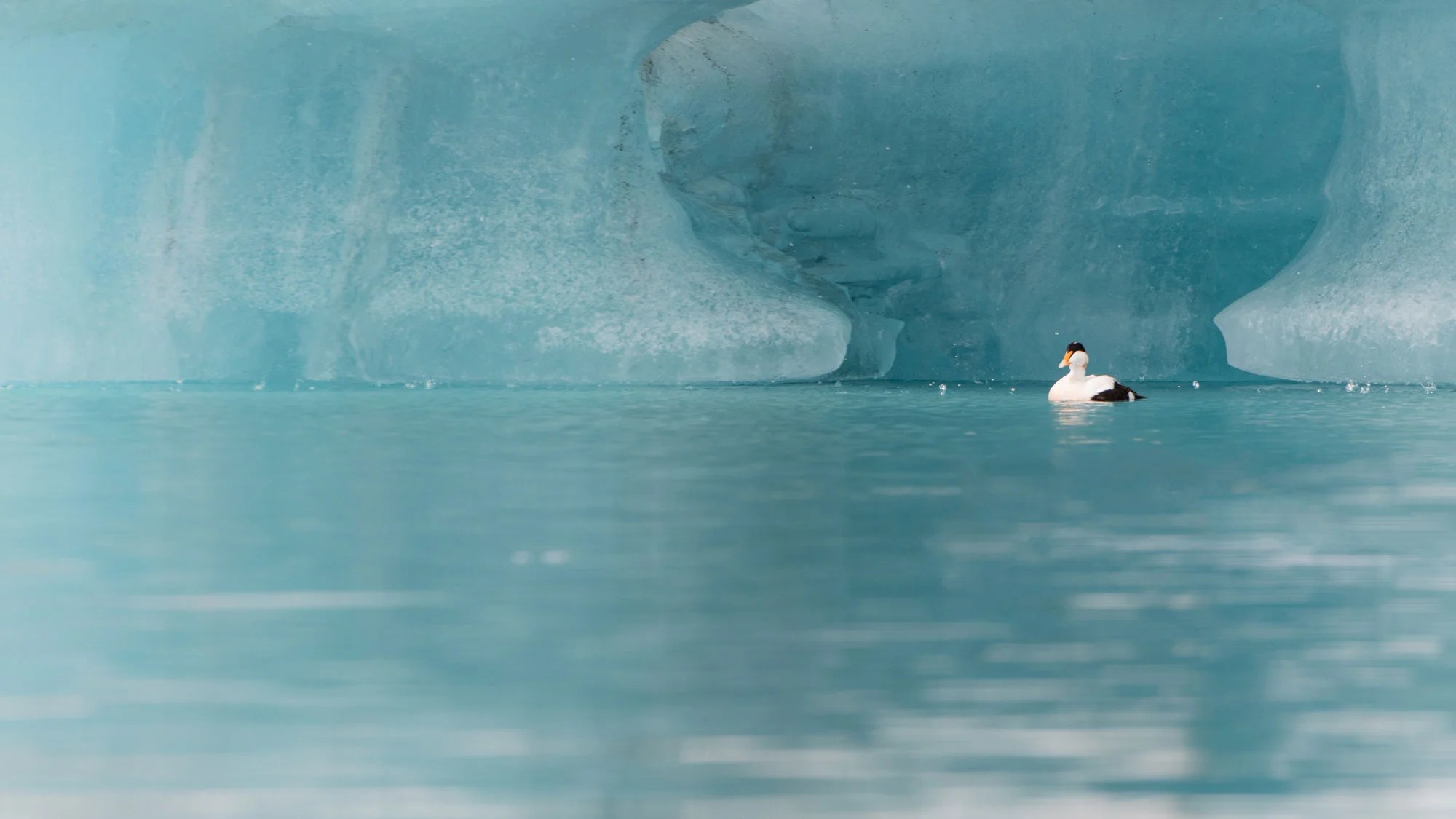 Common Eider ( Somateria mollissima) - Jökulsárlón, Iceland Nikon D500 + Nikon 200-400mm VR