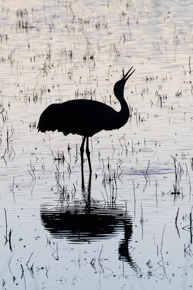Sandhill Crane (Grus canadensis) - Bosque del Apache, New Mexico Nikon D500 + Nikon 200-500mm f/5.6 VR