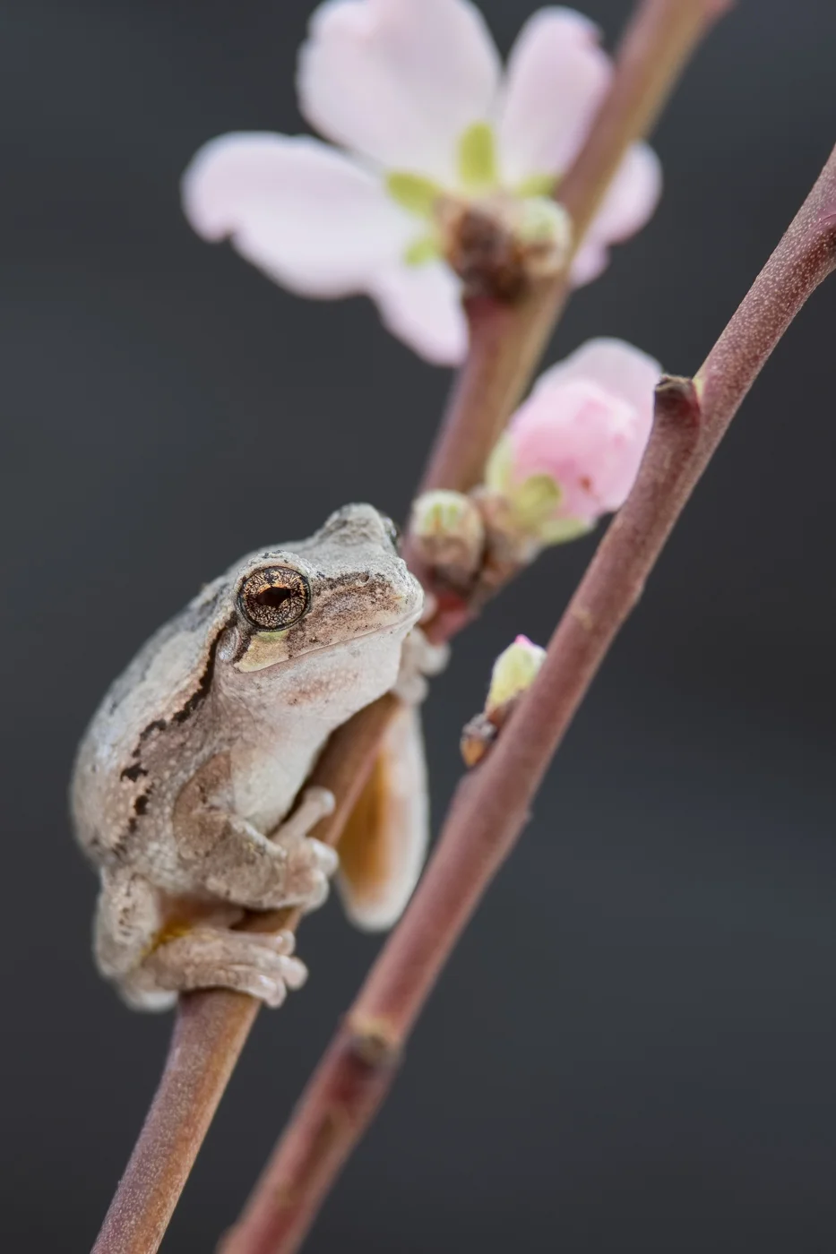 Gray Tree Frog and Cherry Blossoms Nikon D500 and Nikon 200-400mm f/4 VR