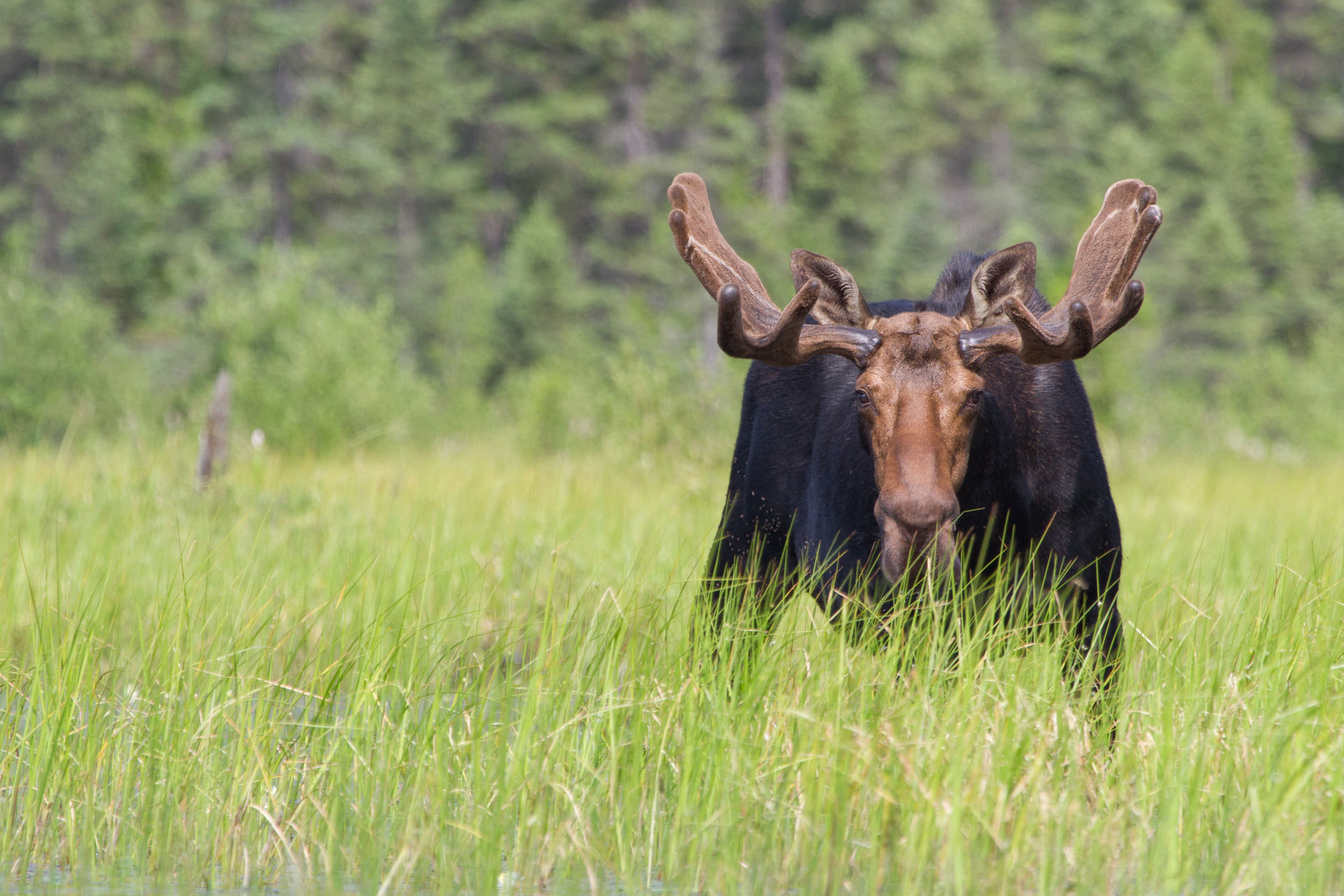 Bull Moose, Canada