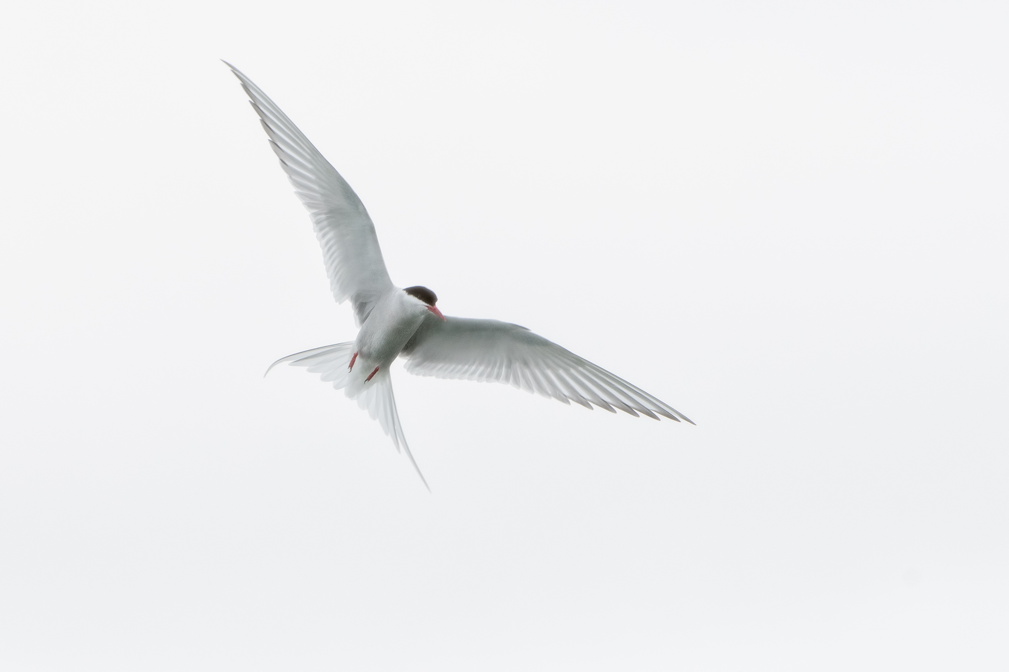 WOArcticTern_BJL3736-Edit-2.jpg