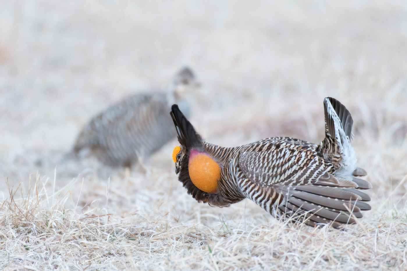Showing off for the Ladies (Tympanuchus cupido) - Moorhead, MN Nikon D500 + Nikon 200-400mm f/4 VR