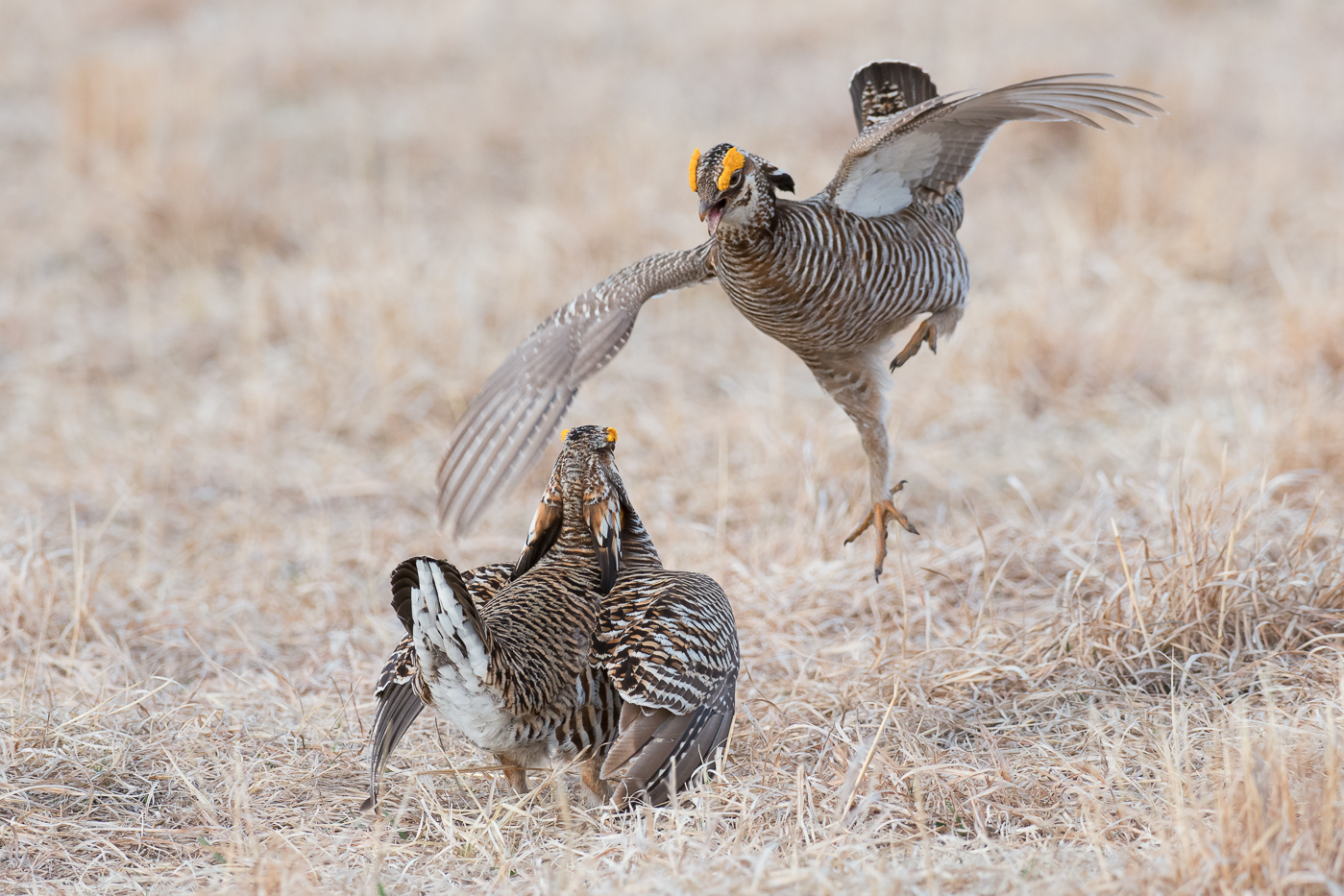 Chicken Fight II (Tympanuchus cupido) - Moorhead, MN Nikon D500 + Nikon 200-400mm f/4 VR