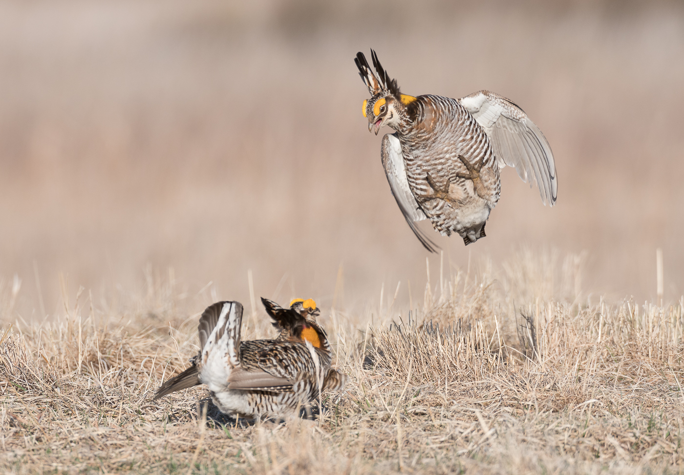 Did you know... the Greater Prairie Chicken is also known as the Pinnated Grouse?