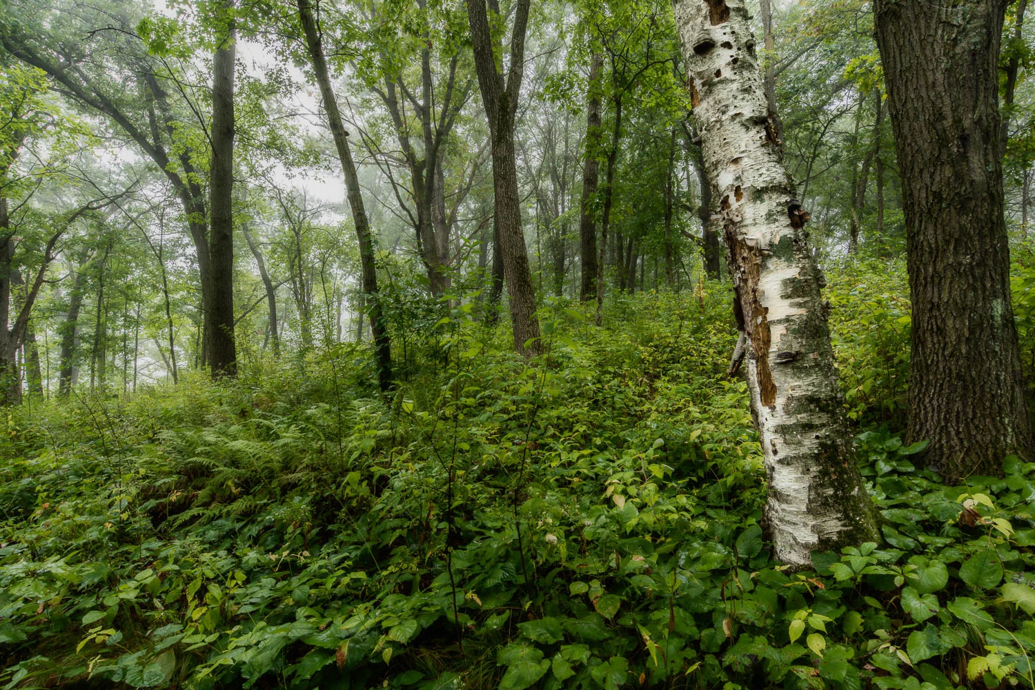 Foggy Forest Nikon D810 + 16-35mm f/4 VR