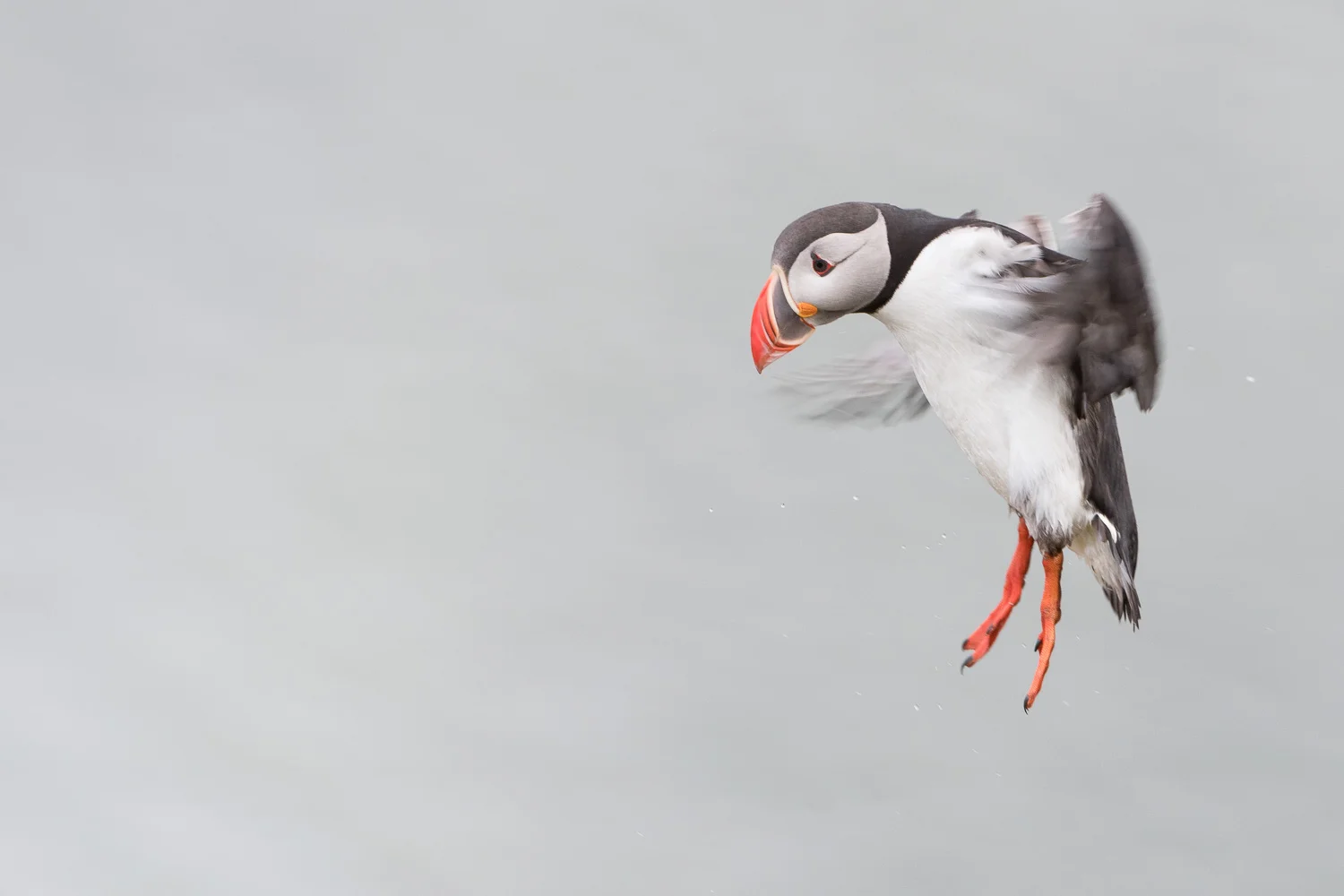 Flight to the Colony / Atlantic Puffin Nikon D500 + Nikon 200-400mm f/4.0VR